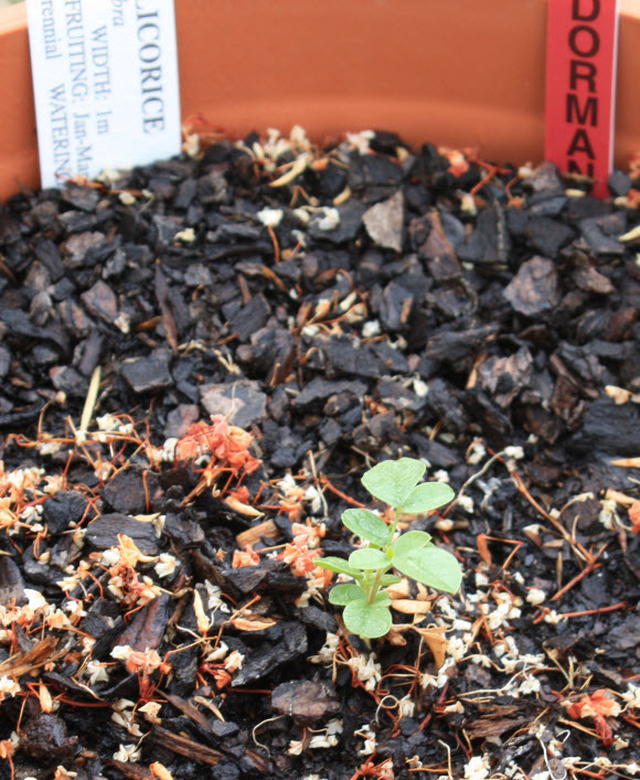 Licorice plant before Fulvic application