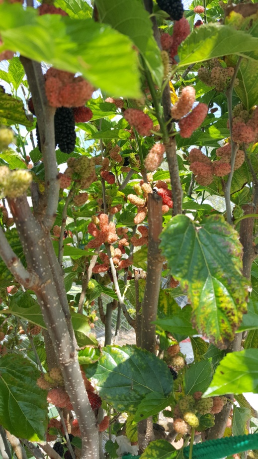 Mulberry tree heavy with fruit