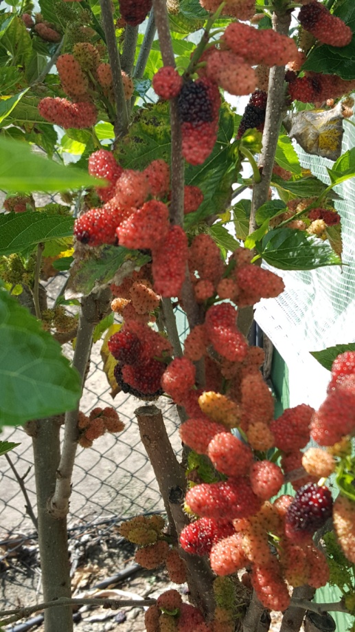 Close up of ripe mulberries on the tree
